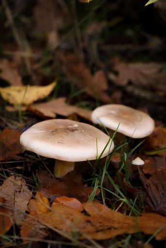 A vertical closeup of Lepista personata mushrooms growing in a forest