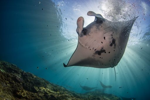 A closeup shot of a Manta Ray fish hanging out underwater in Nusa Penida, Bali