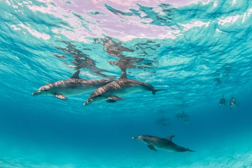 A beautiful shot of cute dolphins hanging out underwater in Bimini, Bahamas
