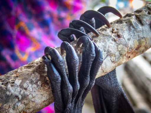 A selective focus shot of a bat mammal holding on to a stick in Bali