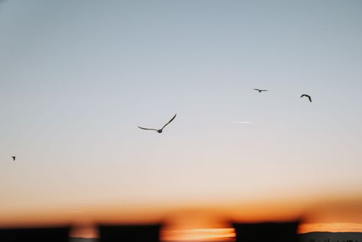 An aerial view of birds flying in sky during sunset