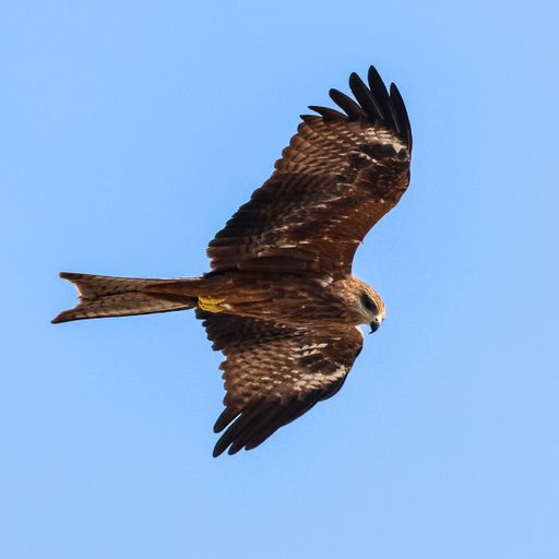 A low angle shot of a brown kite bird flying in a blue sky
