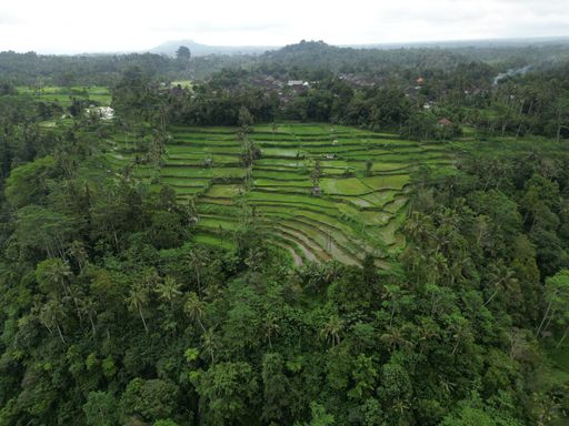 A side of an arable land full of tropical trees and stairs rice plantation, Bali, Indonesia