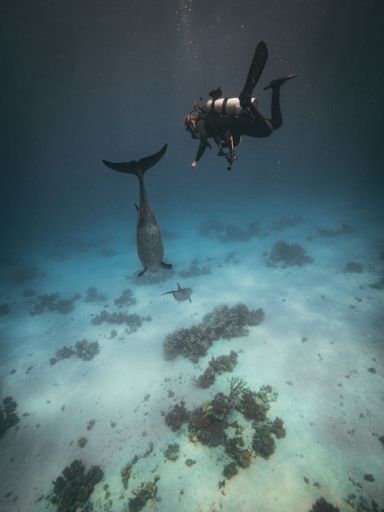 A vertical shot of the diver swimming with a bottlenose dolphin under the water