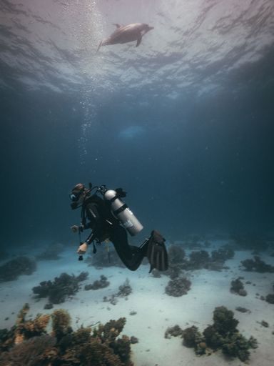 A scuba diver exploring the blue mysterious reef with a dolphin, in a vertical shot