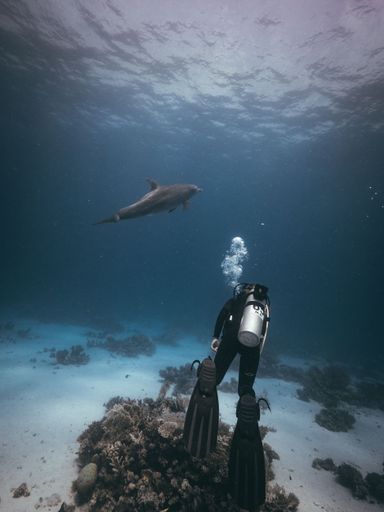 A scuba diver exploring the blue mysterious coral reef with a dolphin, in a vertical shot