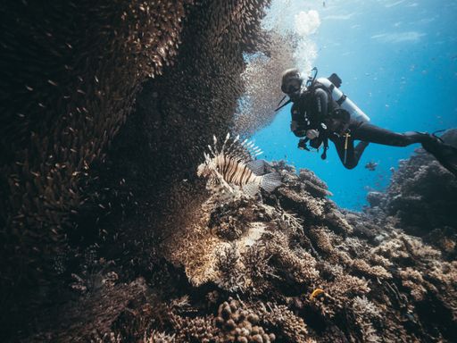 A scuba diver exploring the blue mysterious coral reef