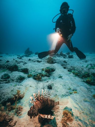 A diver inspecting the reef in the Red Sea.