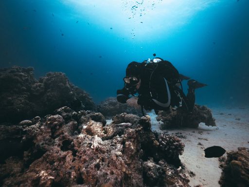 A diver inspecting the reef in the Red Sea.