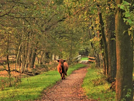 A Highland cattle walking on the park path with grass and trees around in the park