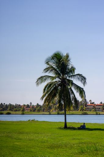 A vertical shot of a man resting under a palm tree by the lake