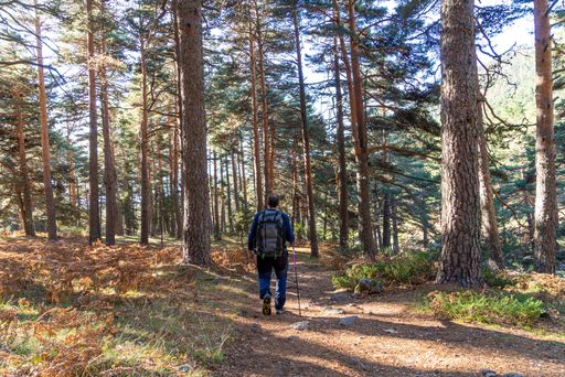A man hiking in the dense forest with tall trees on a sunny day