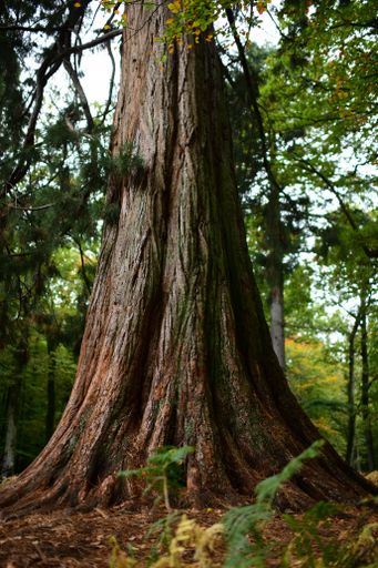 A vertical shot of the trunk of a tree in a forest