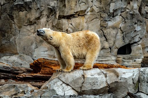 A polar bear in the zoo