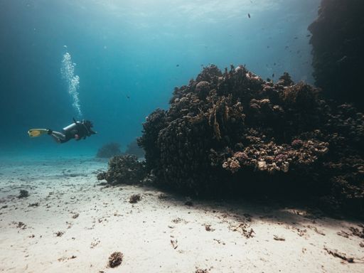 A fascinating shot from depths of the Red Sea and a scuba diver exploring the deep dive site