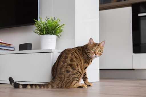 A closeup of an adorable Bengal cat sitting on the floor under the lights