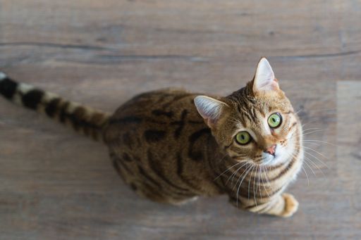 A high angle shot of an adorable Bengal cat looking up in a house under the lights