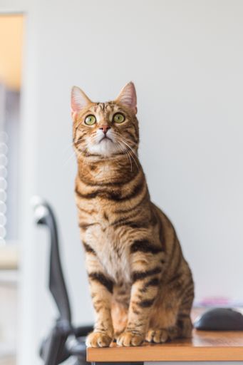 A vertical shot of an adorable Bengal cat sitting on a desk with a blurry background
