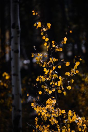 A vertical shot of yellow Aspen tree leaves in the forest in autumn