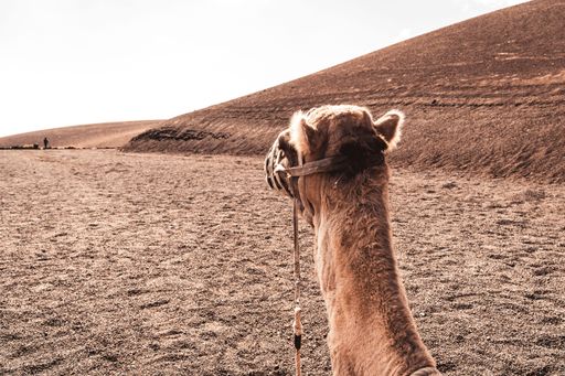 A close-up shot of a camel with a mask sitting and looking at the desert