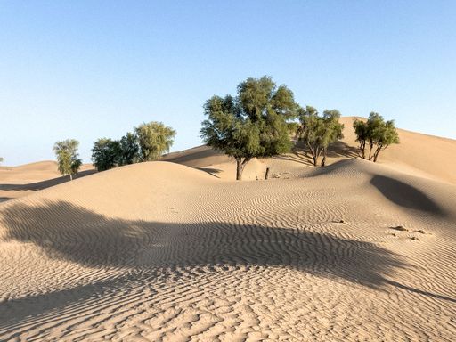A scenic view of green trees growing in sand dunes