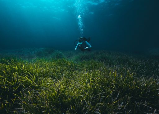 A scuba diver swimming underwater and exploring reefs, with green algae underneath him