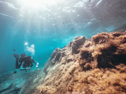 A scuba diver swimming underwater, surrounded by fish, and exploring coral reefs, in Malta