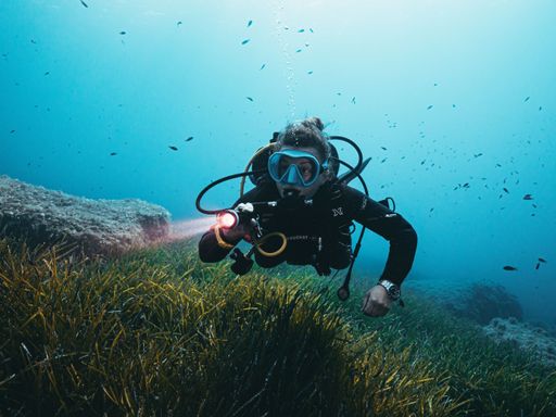 A scuba diver exploring Gozo reefs with a flashlight in his hand above the seaweeds