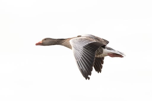 A closeup shot of a goose flying in the air against the bright white daytime sky