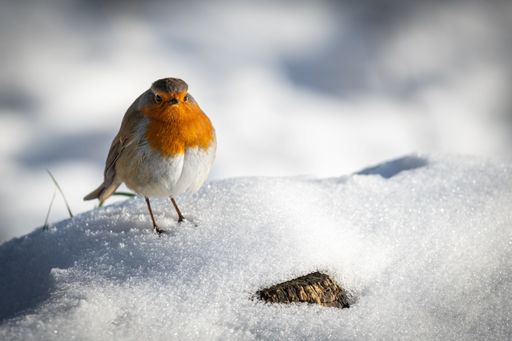 A closeup of a cute European robin (Erithacus rubecula) resting on the snow on the blurred background