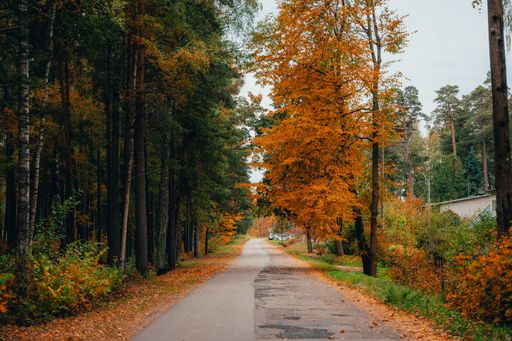 The beautiful autumn colors in a forest