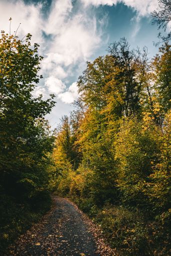 A vertical of a narrow walkway alongside tall trees and green and yellow shrubs during the daytime