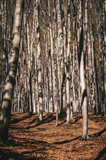 A vertical shot of the tall trees in the forest with yellow foliage during the autumn season
