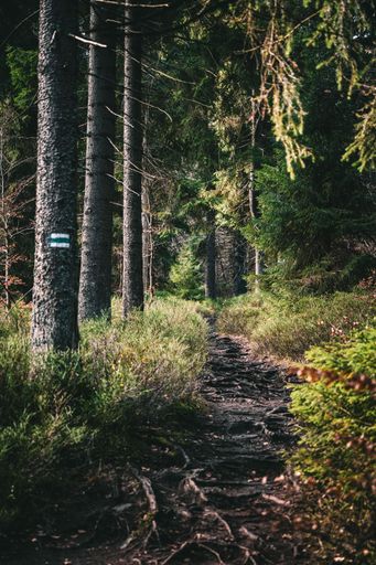 A vertical shot of a narrow trail in the woods with a sign on the tree trunk