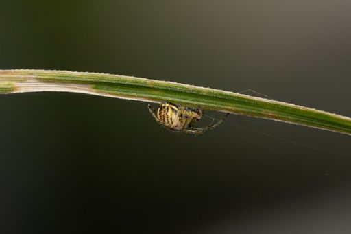 A macro shot of a spider on a green grass against blurred background