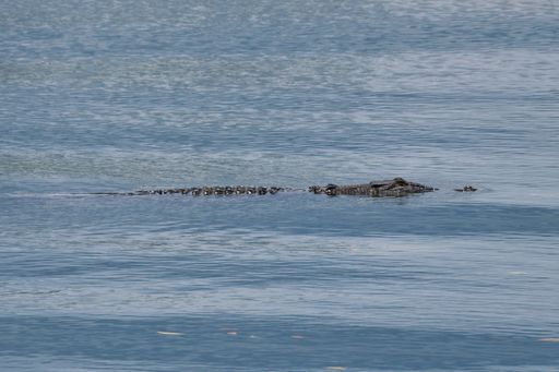 A crocodile swimming in water