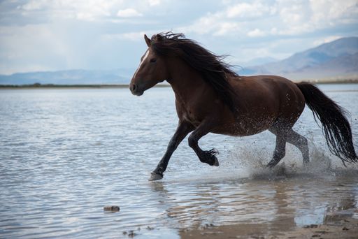 Mongolian small horses are galloping at the summer pasture after grazed at Altai mountains in western part of Mongolia, Bayan Olgii province. Jun
