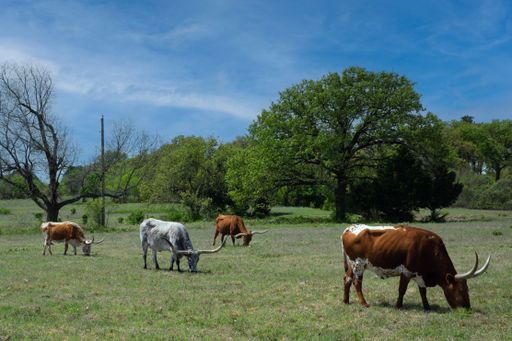 A group of cattle grazing in the field surrounded by trees on a sunny summer day