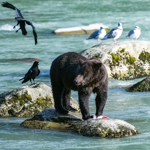 A grizzly eating salmon in the river in Alaska before winter