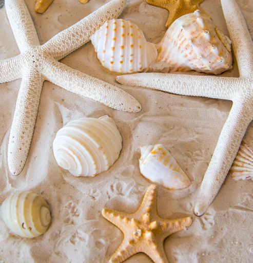 A top view shot of beautiful seashells and stars in the sand