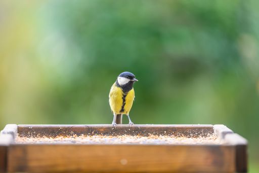 A closeup of the great tit with a yellow tummy and a black head standing on a plant pot