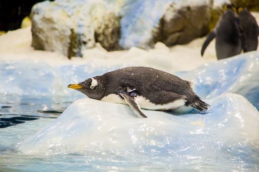 A selective focus shot of a cute penguin on an ice in Loro park in Tenerife, Spain
