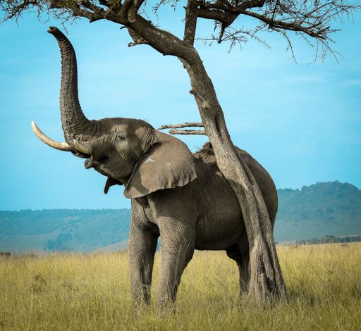 A beautiful African elephant scratching its back on a tree in Masai Mara game reserve