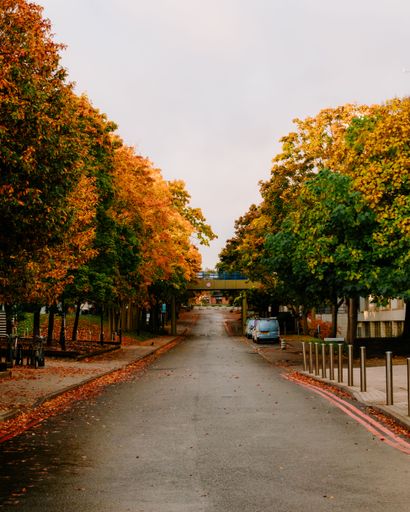 A vertical shot of a road leading to the University of Warwick surrounded by autumn trees in Coventry