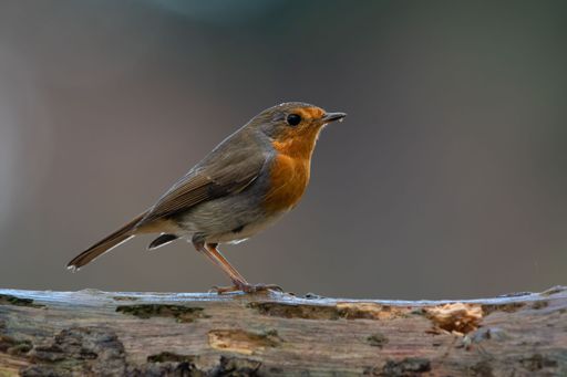 A European robin perching on a wooden surface against a blurred background