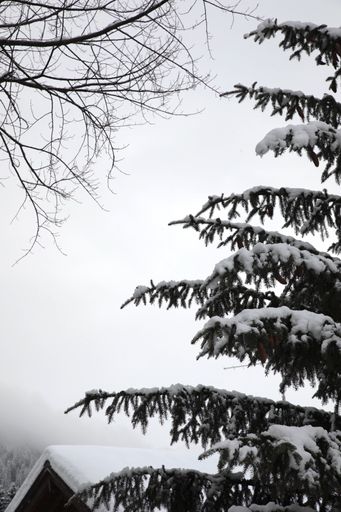 A vertical shot of snow-covered spruce branches with cones
