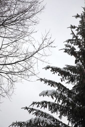A vertical shot of snow-covered spruce branches
