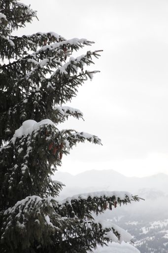 A vertical shot of snow-covered spruce branches with cones