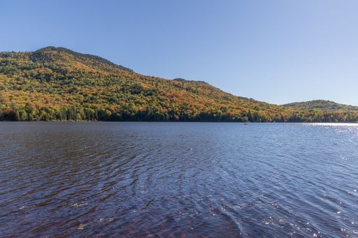 An aerial view of lake surrounded by dense trees