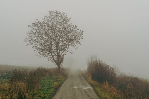 A scenic view of a dirt road near a lonely tree along a field in Skreia, Toten, Norway in late October